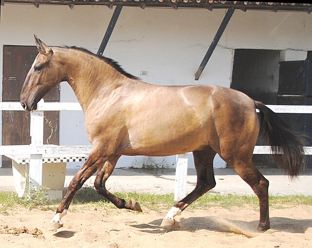 Brazilian Campolina Horses